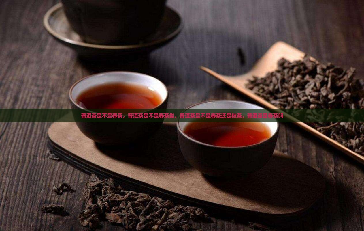 普洱茶是不是春茶