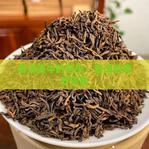 普洱茶里面的茶虫