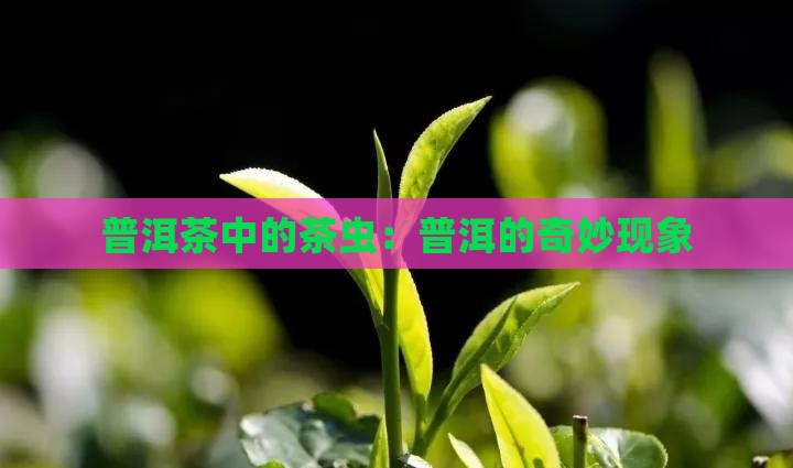 普洱茶里面的茶虫