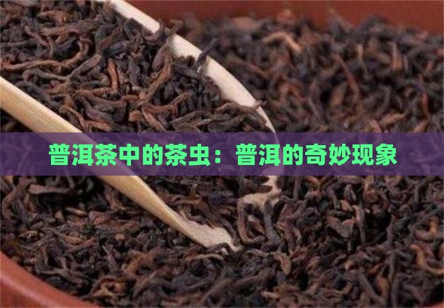 普洱茶里面的茶虫