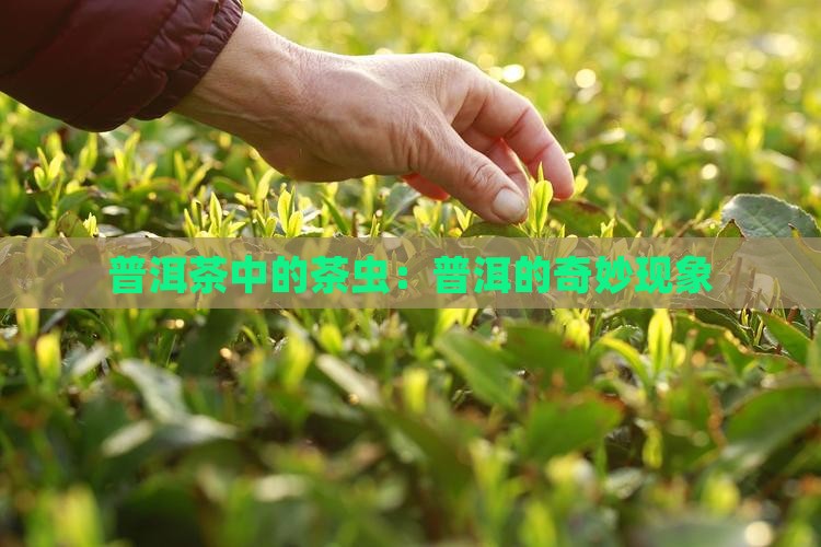普洱茶里面的茶虫