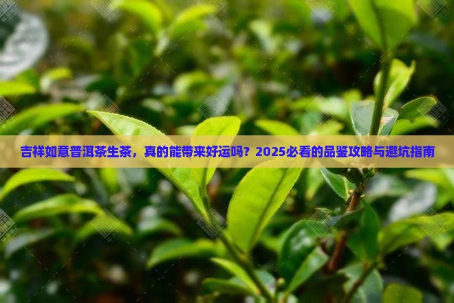 吉祥如意普洱茶生茶