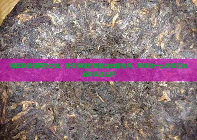 普洱茶最重要的功效