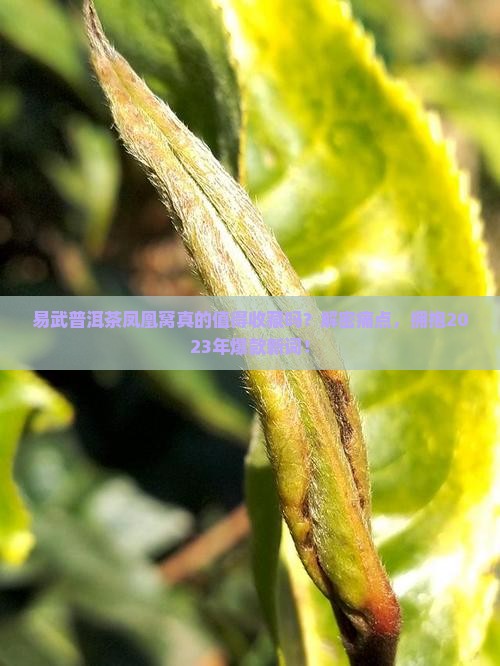 易武普洱茶凤凰窝