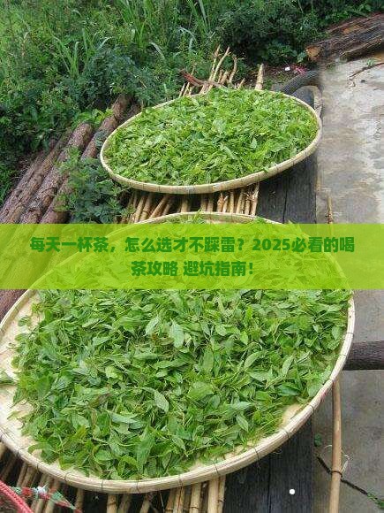 适合每天喝的茶有哪些
