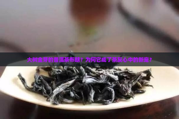 大树金芽的普洱茶布朗