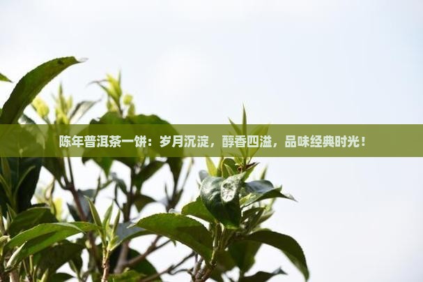 陈年普洱茶一饼