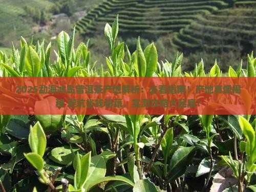 勐海冰岛普洱茶产地