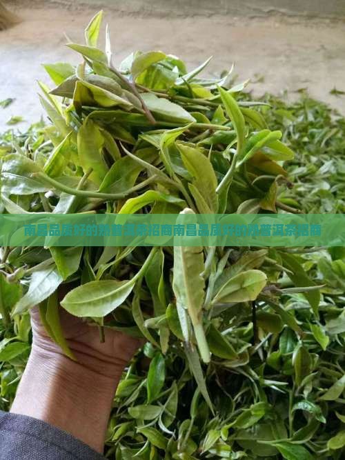 南昌品质好的熟普洱茶招商