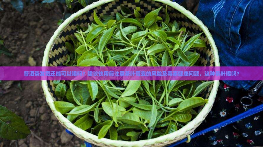 起霉的普洱茶可以喝吗