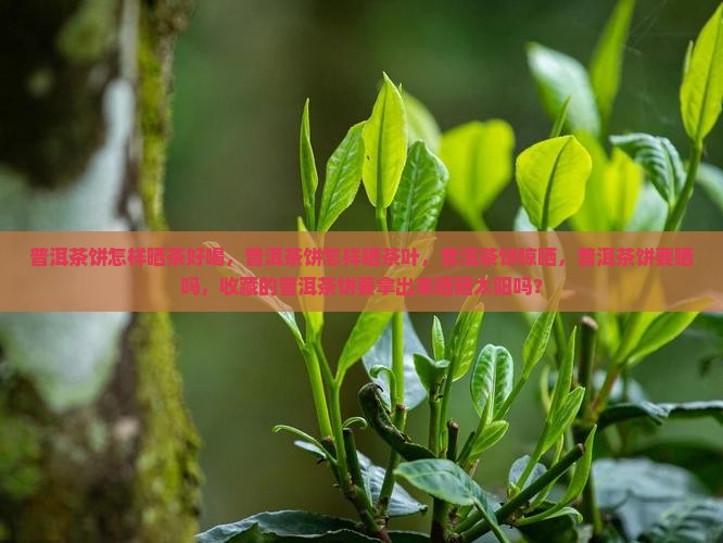 普洱茶饼怎样晒茶