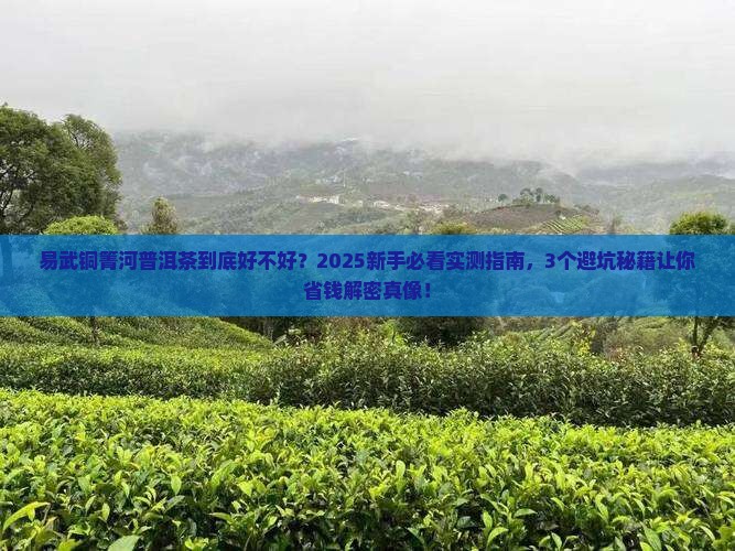 易武铜箐河普洱茶好吗