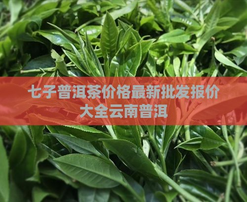 七仔普洱茶价格