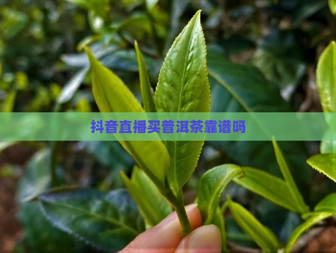 抖音茶叶可以买吗