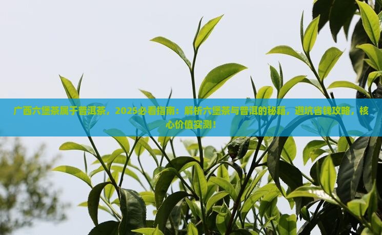 广西六堡茶属于普洱茶