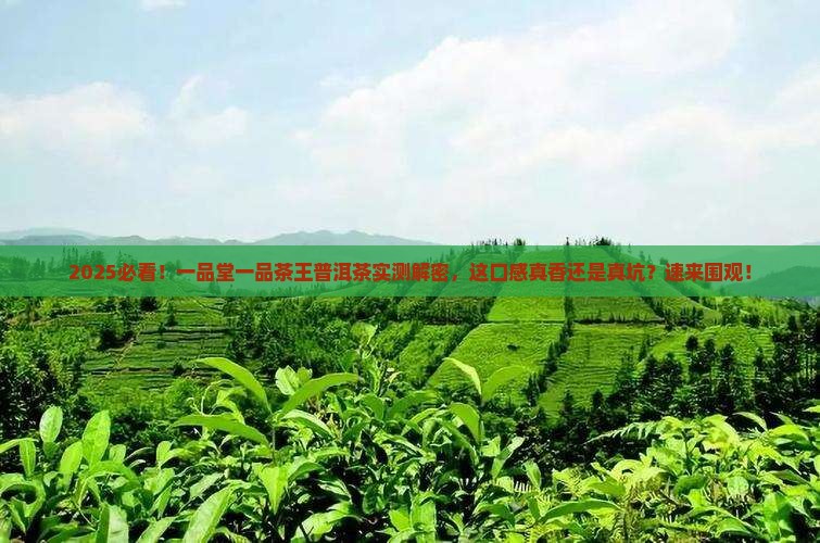 一品堂一品茶王普洱茶