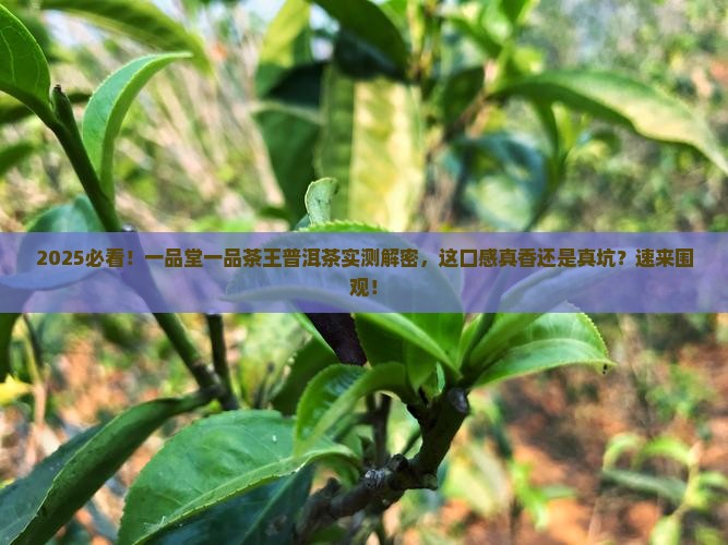 一品堂一品茶王普洱茶