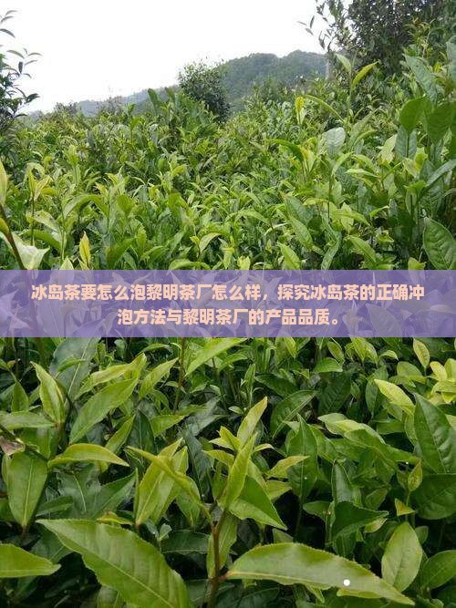 冰岛茶要怎么泡黎明茶厂怎么样