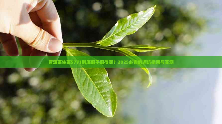 普洱茶生茶5771