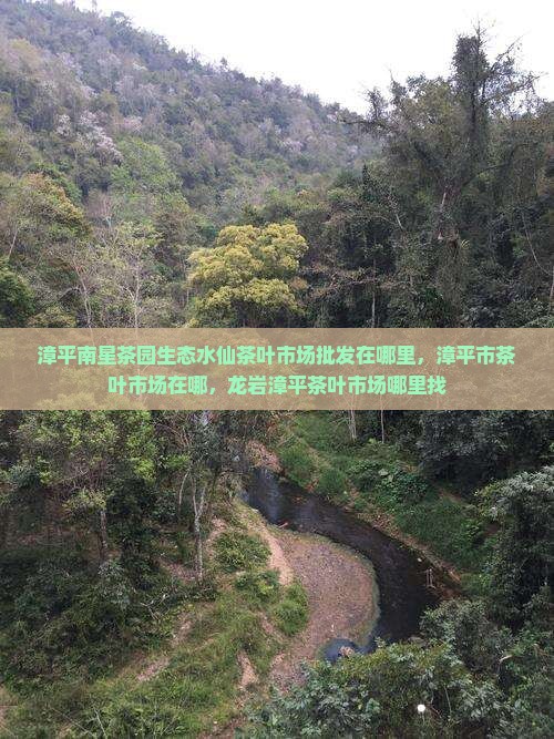 漳平茶叶市场在哪里