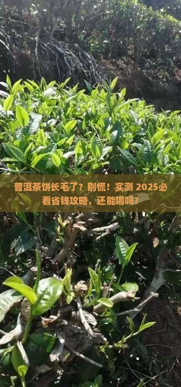 普洱茶饼生霉了还能喝吗