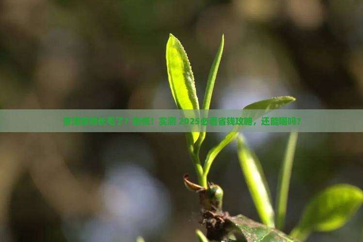 普洱茶饼生霉了还能喝吗