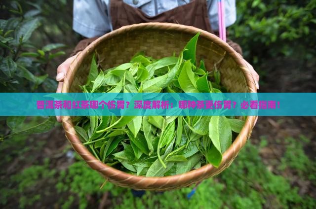 普洱茶和红茶哪个伤胃