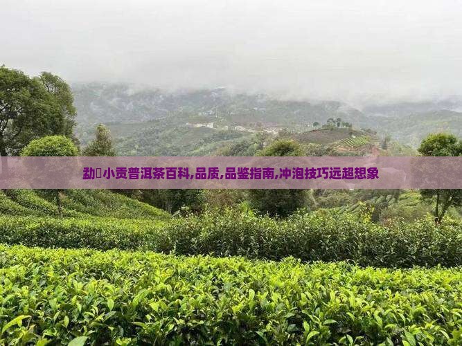 勐曌小贡普洱茶百科