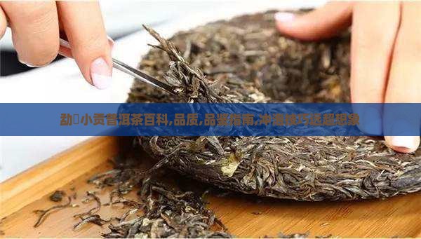 勐曌小贡普洱茶百科