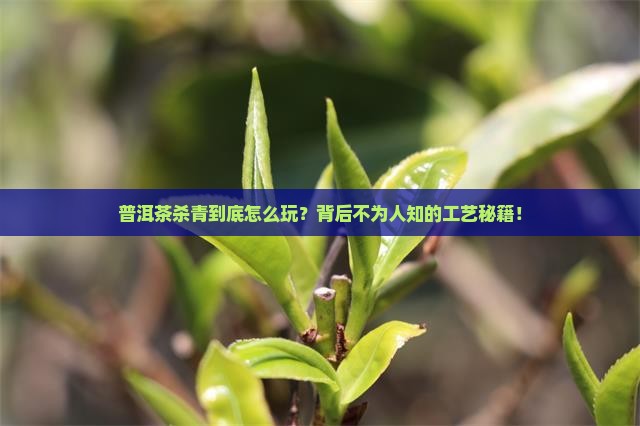 如何看普洱茶杀青工艺