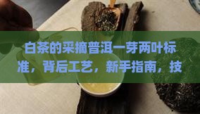 白茶的采摘普洱一芽两叶标准