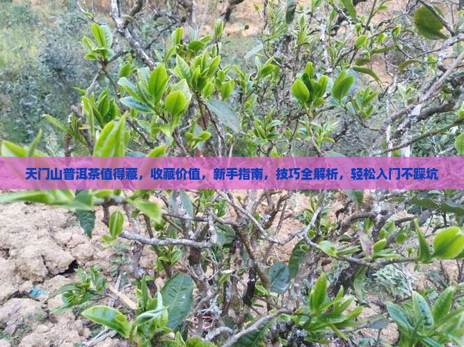 天门山普洱茶值得藏