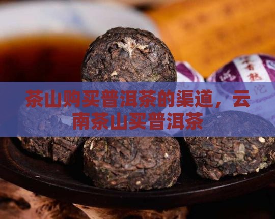 茶山购买普洱茶