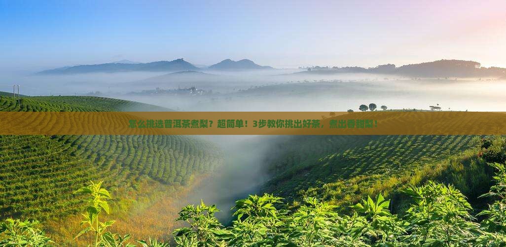 怎么挑选普洱茶煮梨