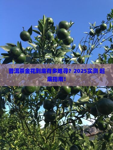 普洱茶金花难觅吗