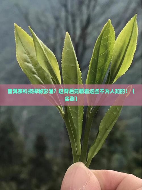 普洱茶科技探秘彭涌