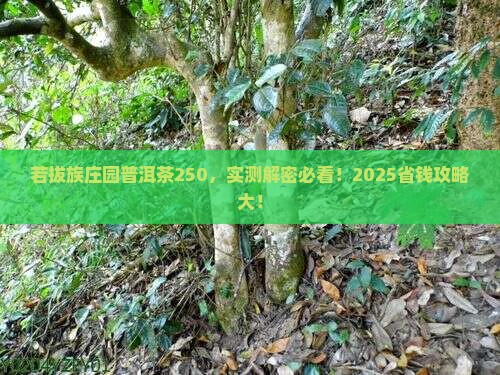 若拔族庄园普洱茶250