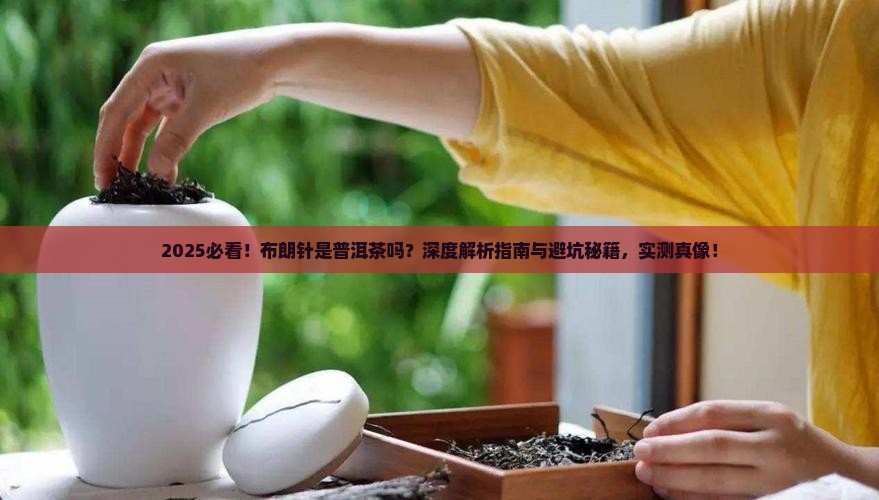 布朗针是普洱茶
