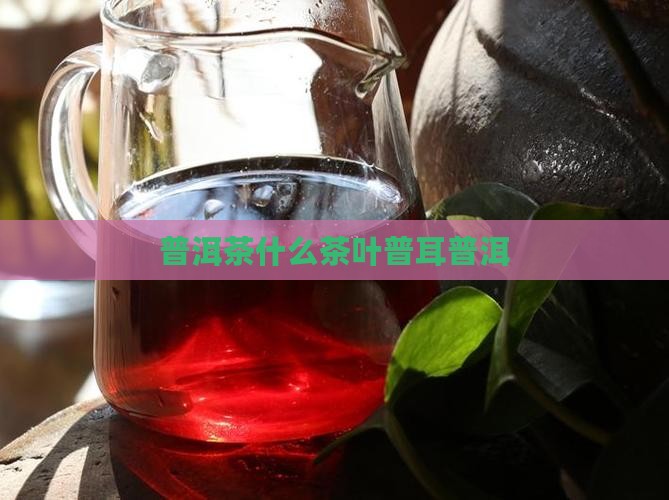 普洱茶使用什么茶叶