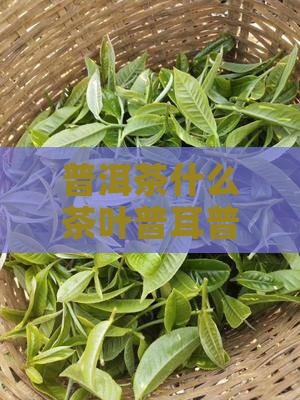 普洱茶使用什么茶叶