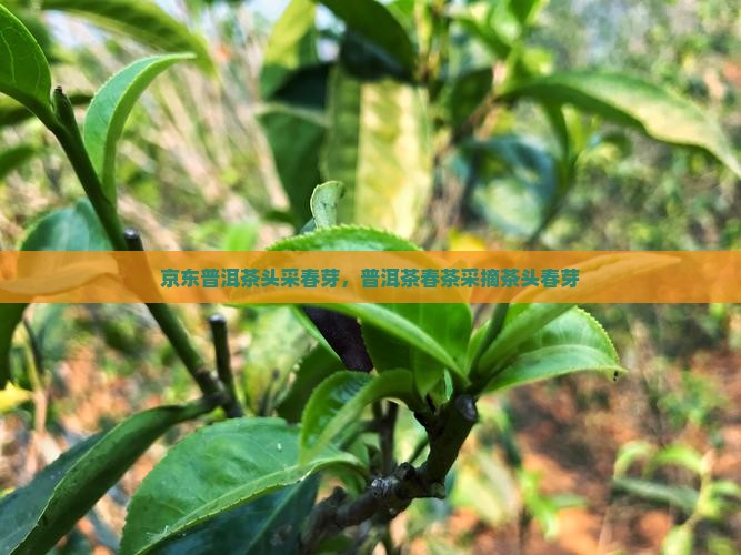 普洱茶頭采春芽