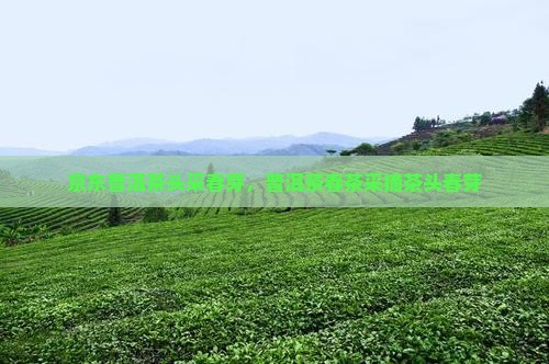 普洱茶頭采春芽