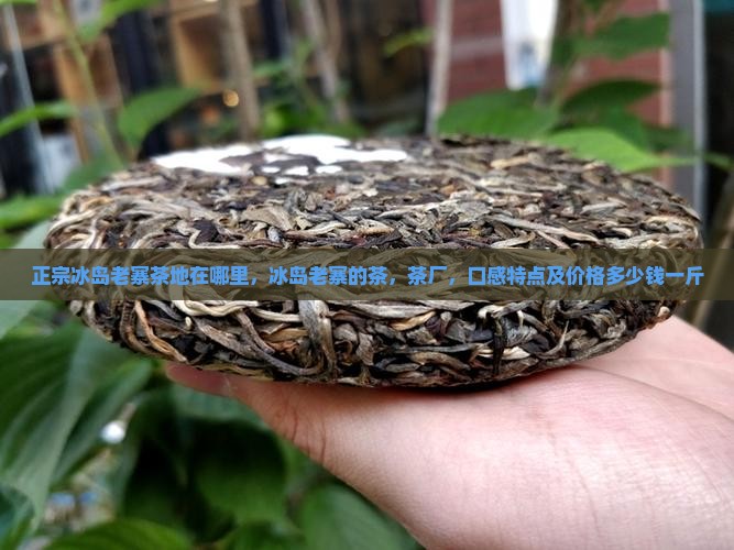 正宗冰岛老寨茶地