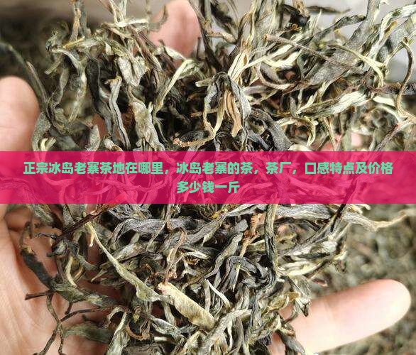 正宗冰岛老寨茶地