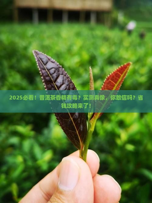 普洱茶的香精有毒吗能吃吗
