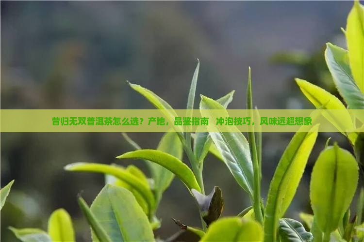 昔归无双普洱茶