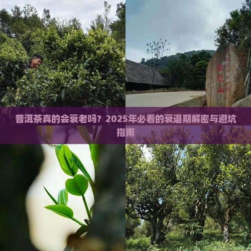 普洱茶衰退期是多少年