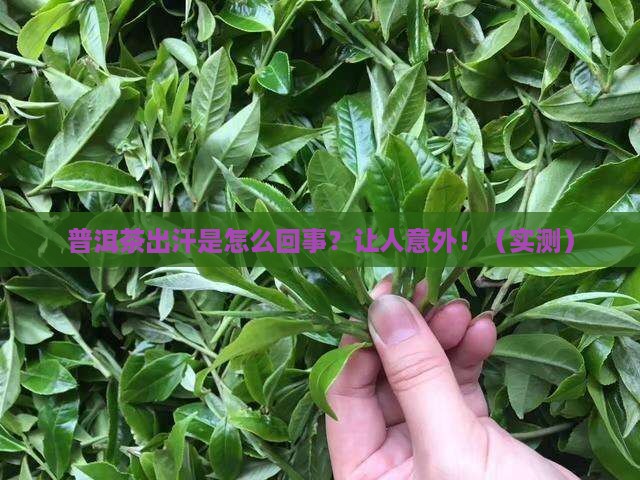 普洱茶出汗是怎么回事