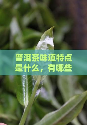 普洱茶味道特点