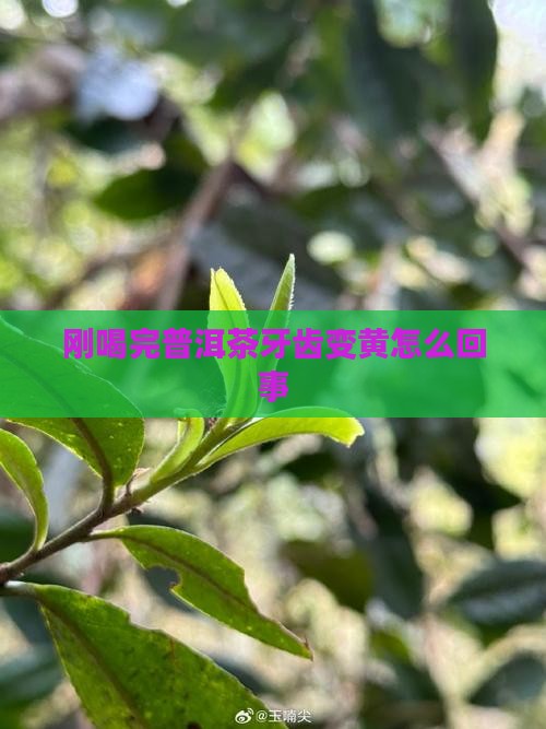 刚喝完普洱茶牙齿变黄怎么回事